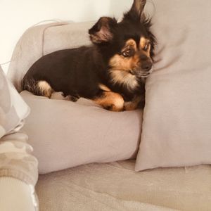 Jekku on the sofa