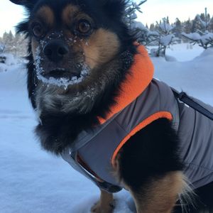 Jekku outside in winter